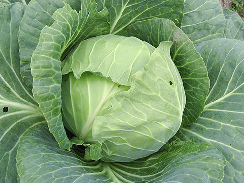 Rinda cabbage variety