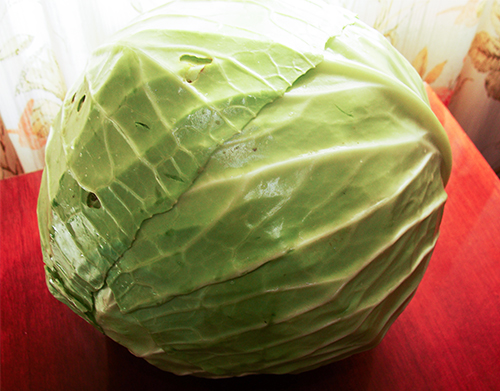 Rinda cabbage variety