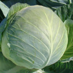 Cabbage variety Brigadier (F1)