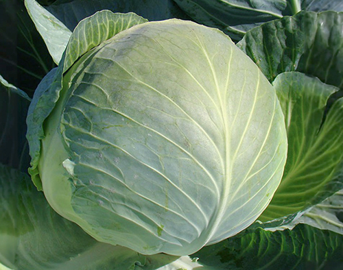 Cabbage variety Brigadier