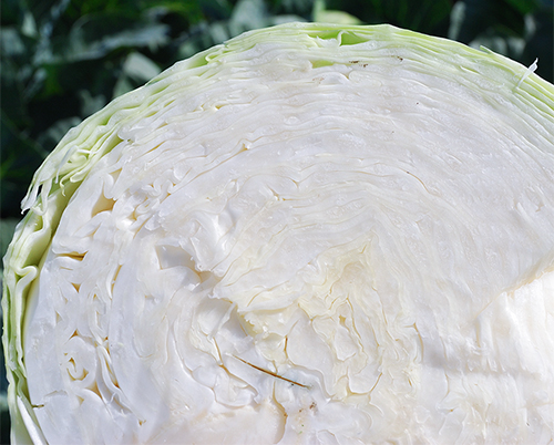 Cabbage variety Brigadier