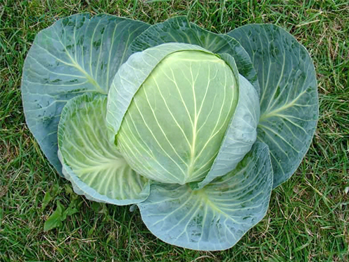 Cabbage variety Centurion