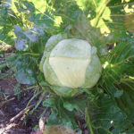 Cabbage variety Stone head