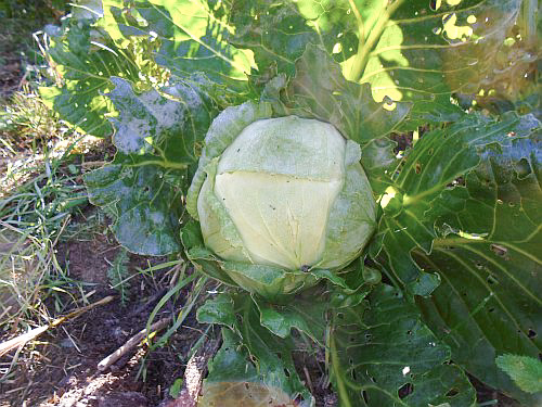 Cabbage variety Stone head