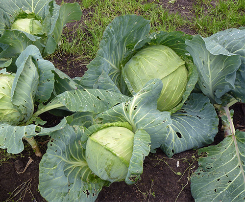 Cabbage variety Stone head