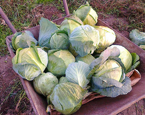 Cabbage variety Stone head