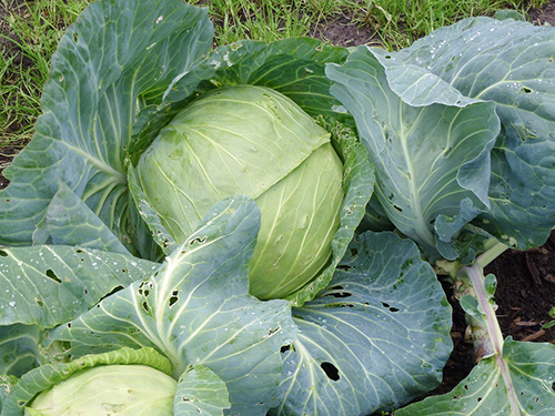 Cabbage variety Stone head