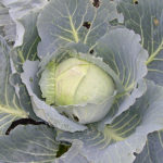 Cabbage variety Gift