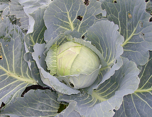 Cabbage variety Gift