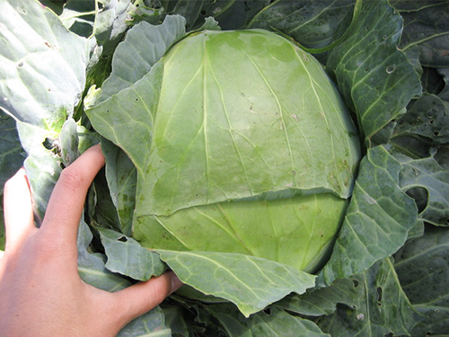 Cabbage variety Gift