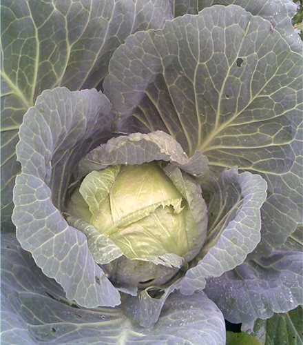 Cabbage variety Gift