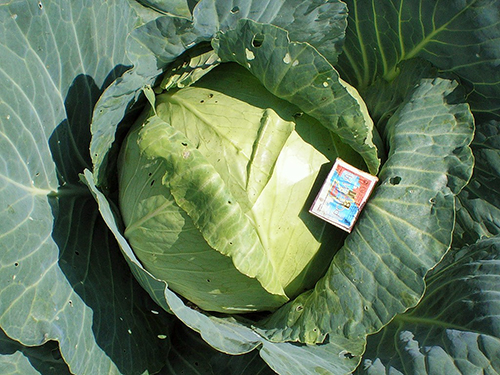 Cabbage variety Slava 1305