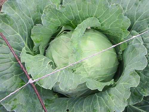 Cabbage variety Slava 1305