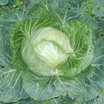 Cabbage variety Transfer (F1)