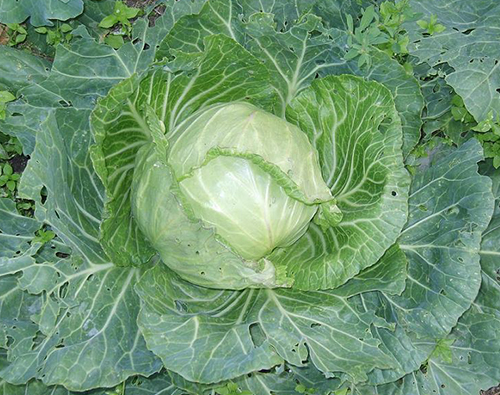 Cabbage variety Transfer (F1)