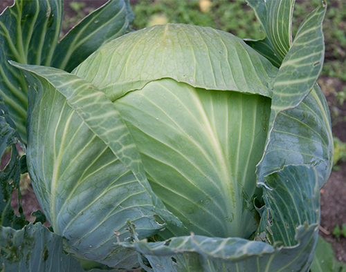 Cabbage variety Valentine