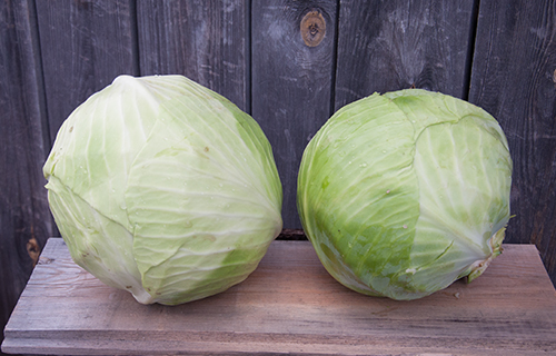 Cabbage variety Valentine