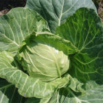 Cabbage variety Parel (F1)