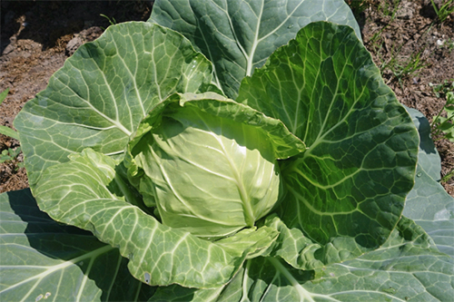 Cabbage variety Parel