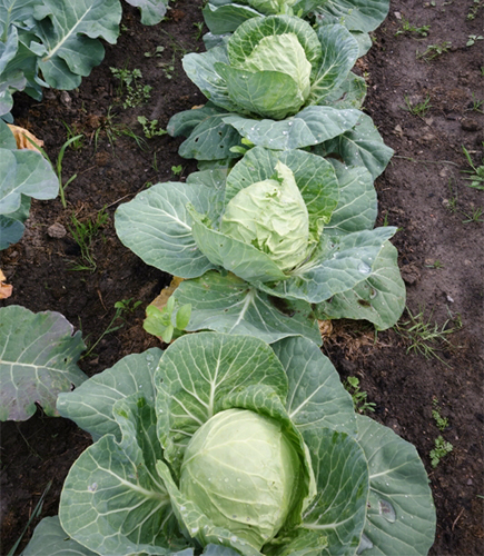 Cabbage variety Parel