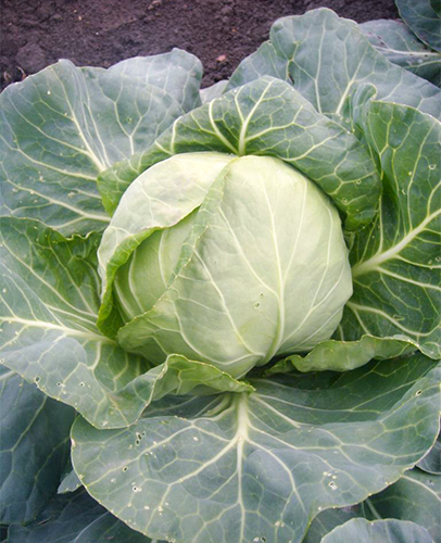 Cabbage variety Parel