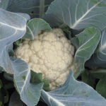 Cabbage variety Snowball 123