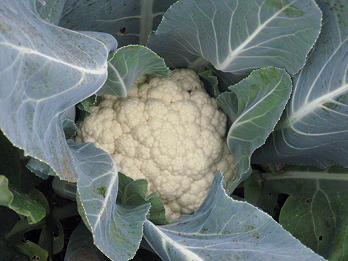 Cabbage variety Snowball 123