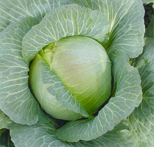 Cabbage variety Kharkiv winter