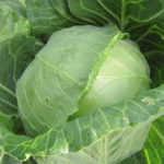 Cabbage variety Kazachok (F1)