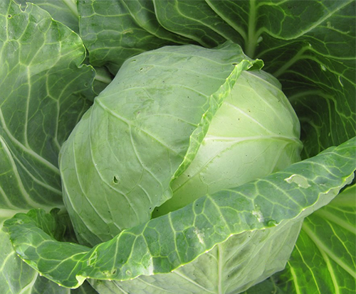 Cabbage variety Kazachok (F1)