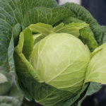 Krautman cabbage variety (F1)