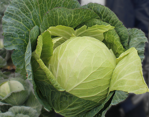 Krautman cabbage variety (F1)