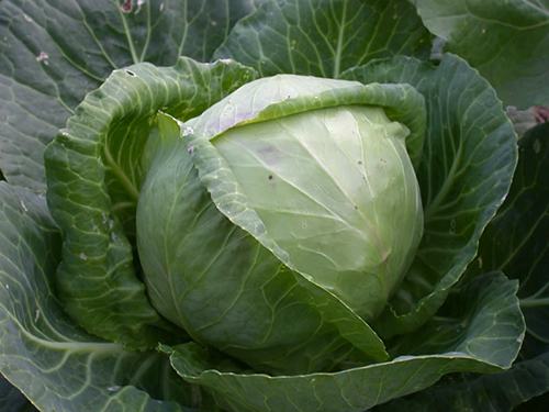 Cabbage variety Number one mushroom 147