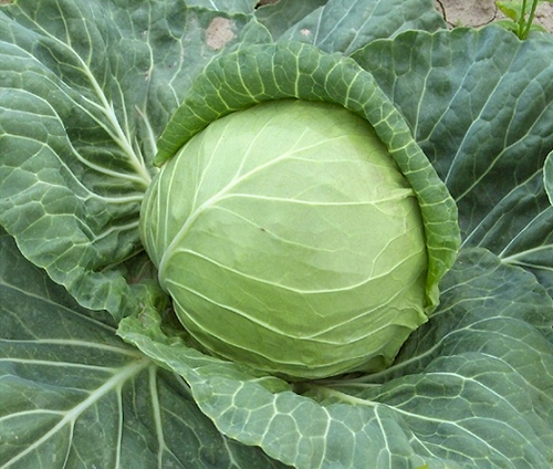 Nozomi cabbage variety