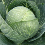 Cabbage variety Pandion (F1)