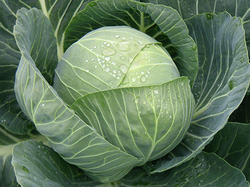 Cabbage variety Pandion