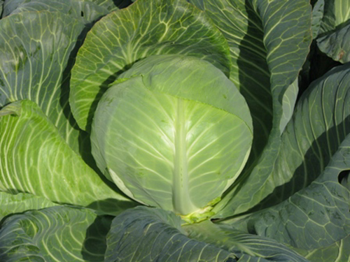 Cabbage variety Prestige (F1)