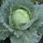 Cabbage variety Mother-in-law