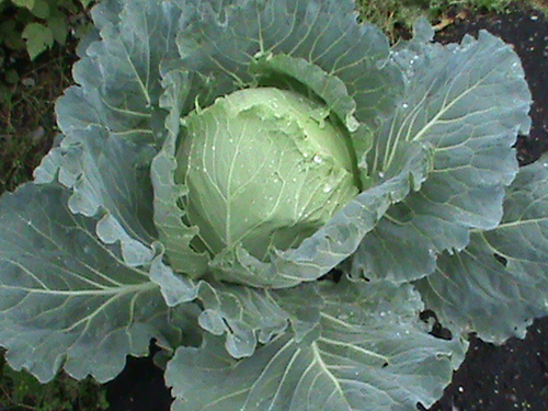 Cabbage variety Mother-in-law