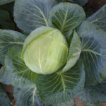 Cabbage variety Westri (F1)