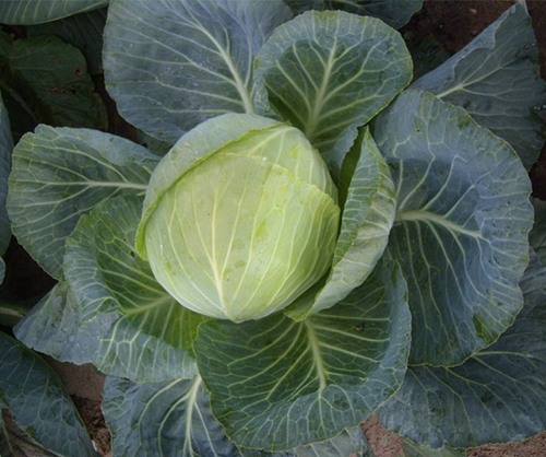 Variety of cabbage Vestry