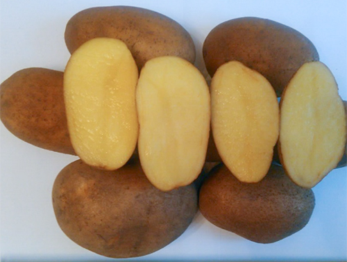 Potato variety Scarb