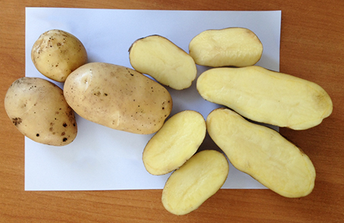 Potato variety Scarb