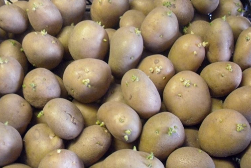 Potato variety Scarb