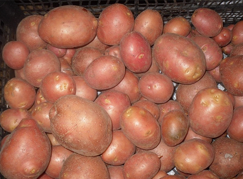 Bellarosa potato variety