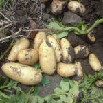 Impala potato variety