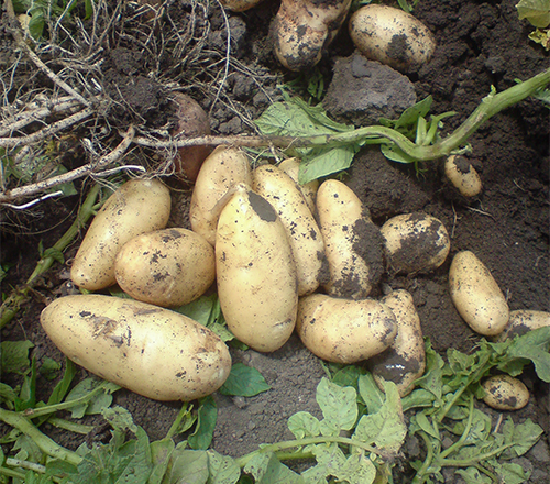 Impala potato variety