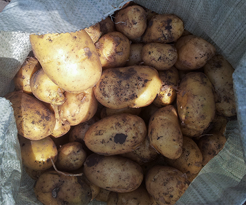 Impala potato variety