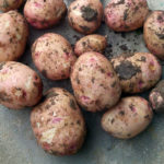 Potato variety Zhukovsky (Zhukovsky early)