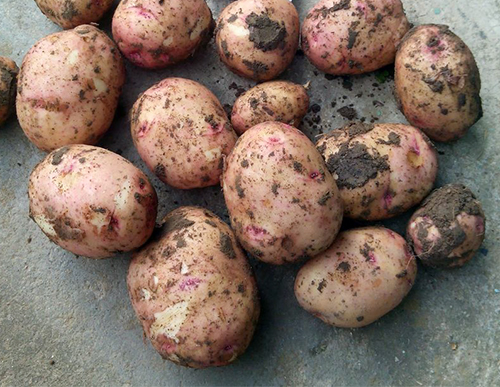 Potato variety Zhukovsky (Zhukovsky early)